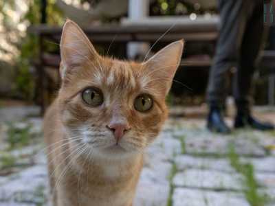Con il gatto Sirio che ci fa da cicerone...